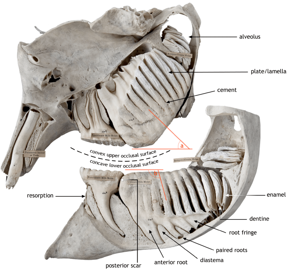 Elephant Tooth Shell Research | toriherridge.com